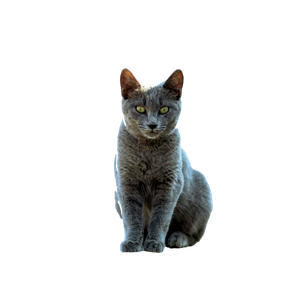 Beautiful Gray Cat Sitting On A Stone Path In Tunis, Tunisia. 15451 - Cat PNG image with transparent background